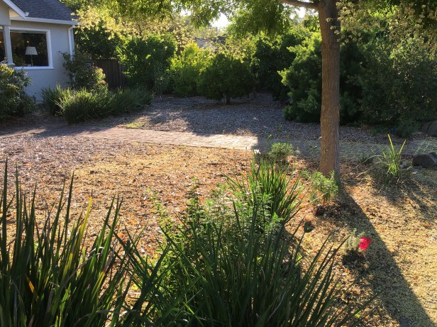 wood chips replace lawn - reduce water bill every month.JPG